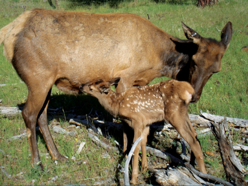 Cow elk and calf.