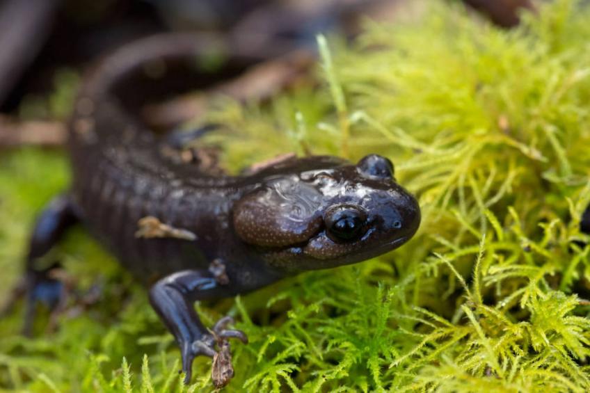 Close-up of northwestern salamander on grass.