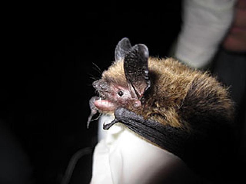 U.S. Forest Service - Happy International Bat Appreciation Day