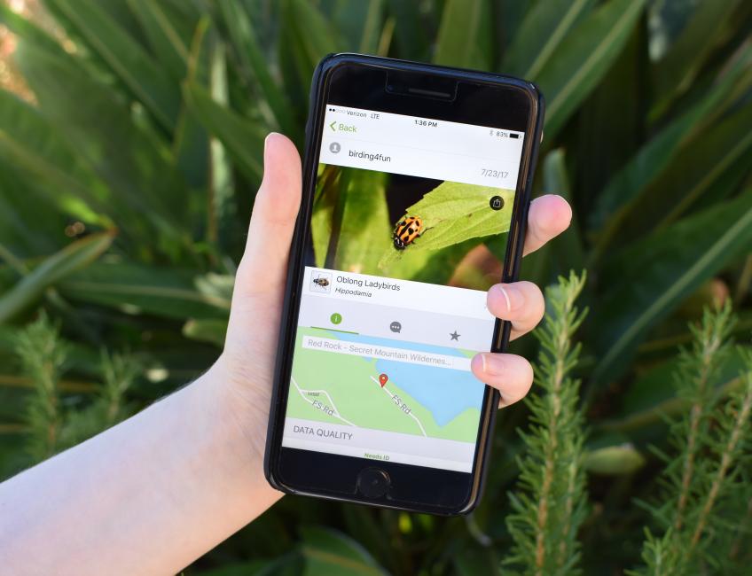 hand holding a phone with the iNaturalist app