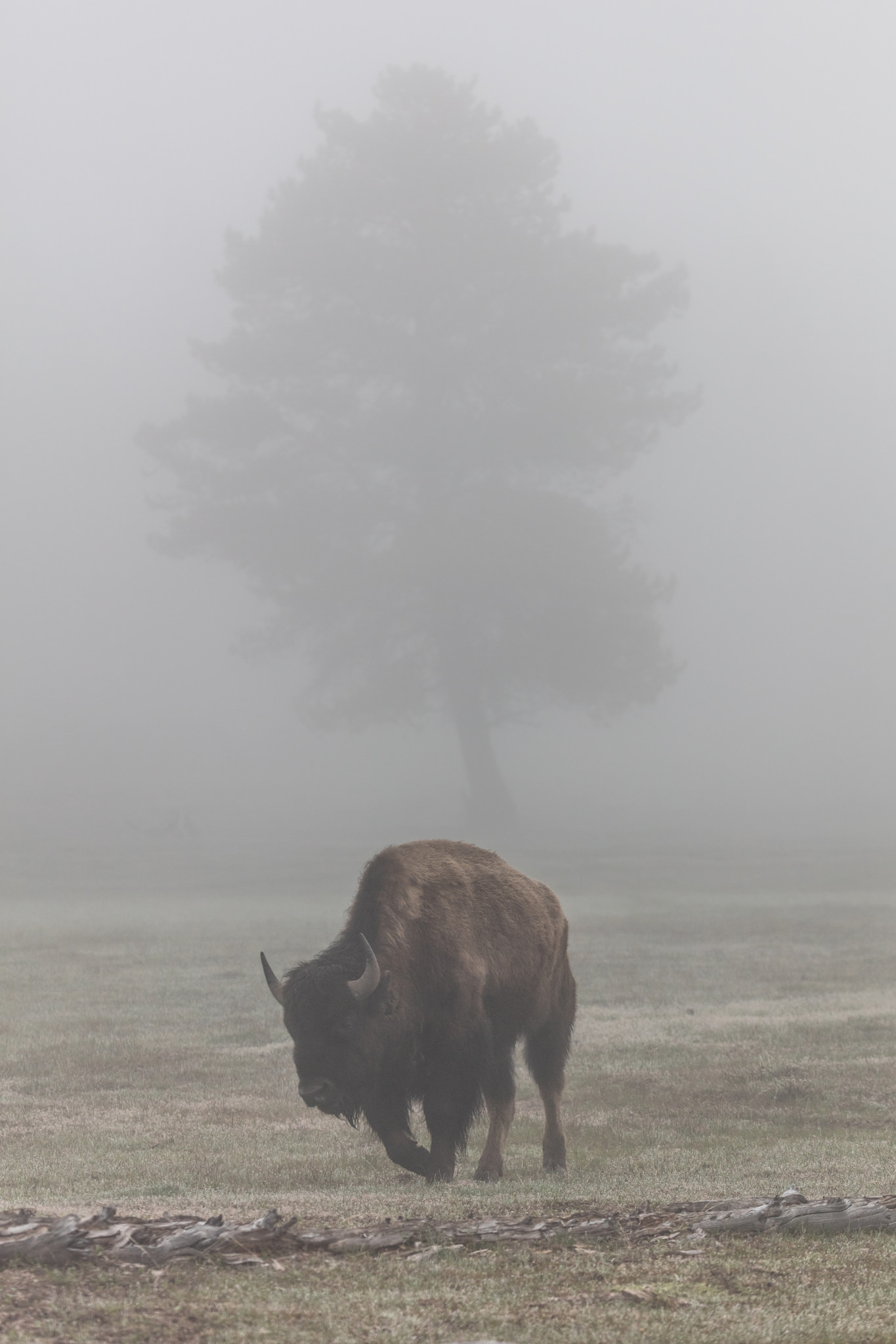 "A bison in the fog at Yellowstone National Park. There is the grey silhouette of a large tree in the background, barely visible through the fog."