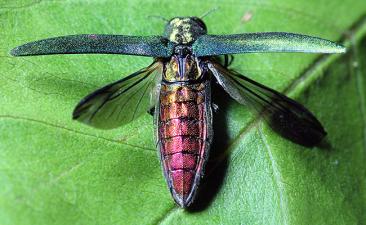 Emerald ash borer