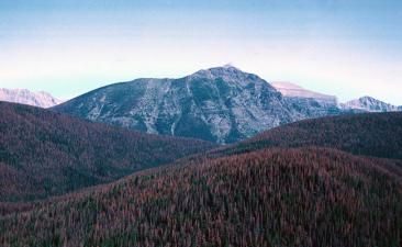 mountain pine beetle damage