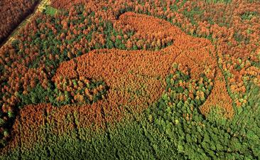 Southern pine beetle damage