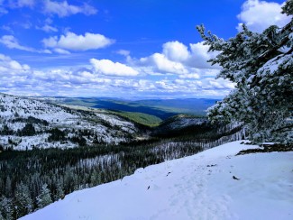Roads End snow covered forest
