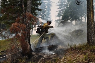 A firefighter uses a hose to spray water on steaming hot spots amongst conifer trees shrouded in smoke.