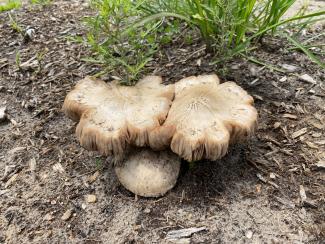 A wide, flat, large mushroom.