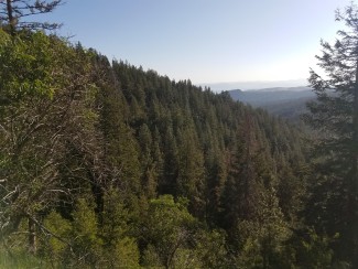 View from Hogan Timber Sale, across a tree filled valley.