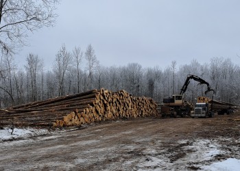A pile of logs in the snow.