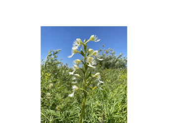 Western Prairie Fringed Orchid