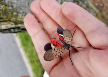 NNIS: Spotted Lanternfly
