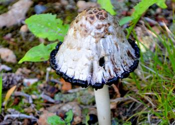 3x3 Mushroom Forest Product Card