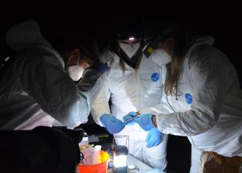 In a cave - three researchers working with a bat