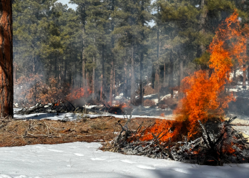 Piles of debris burn in a pine forest with patchy snow on the ground.