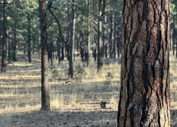 A pine forest with dry grasses on the forest floor.