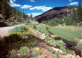 landscape image of a creek winding through a grassy area on the side of a dirt and gravel road lined with yellow flowers, a forested hill and blue cloudy sky is in the background