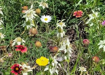a close-up photo of white, red, purple and yellow wildflowers in green grass