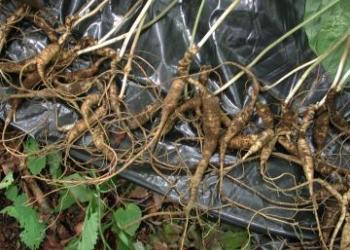 Ginseng