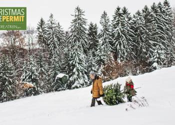 Christmas Tree Trip