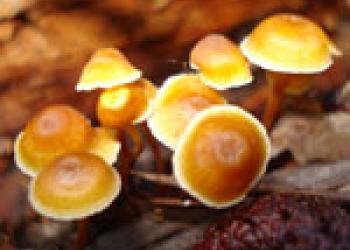 Cluster of orange colored mushrooms