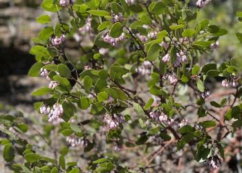 Manzanita