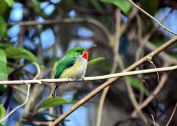 Puerto Rican Parrot