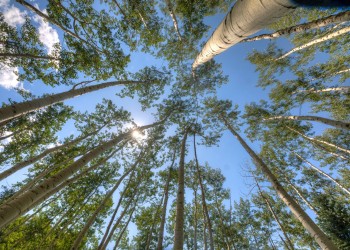 Aspen Grove from bottom