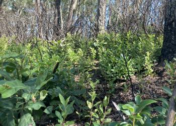 Blueberry growth after burn