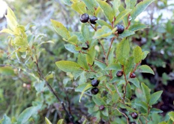 Huckleberries
