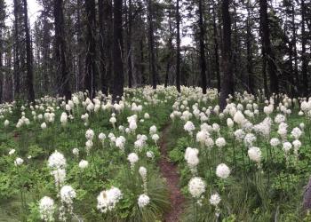 Sea of flowering bear grass amongst the trees. Large white flowers on stalks carpet the forest floor
