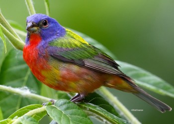Silver Anniversary: Events - Painted Bunting