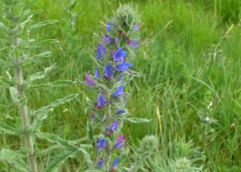 Vipers Bugloss
