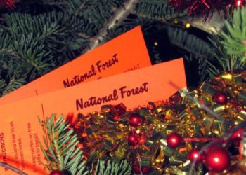 Christmas Tree permits in tree