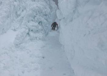 A climber ascending Mt. Hood .