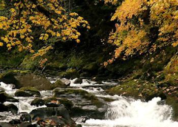 Yellow maple leaves above a flowing river in Salmon Huckleberry Wilderness