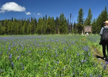 AT2 Packer Meadows