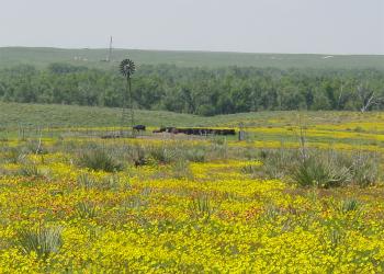 flowers on the Cimarron National Grasslands