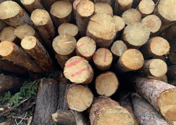 Forest Products Card