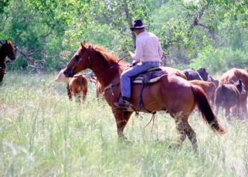 A rider on top of a horse during range management