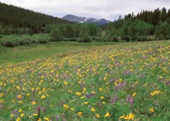Hillside on the Bighorn National Forest