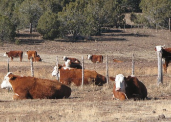 cow-herd-card