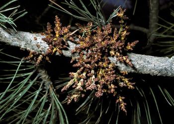 Dwarf Mistletoe on a pine tree branch-Diseased