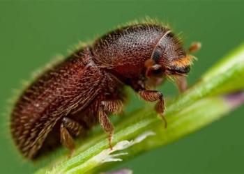 Western Cedar Bark Beetle on a plant