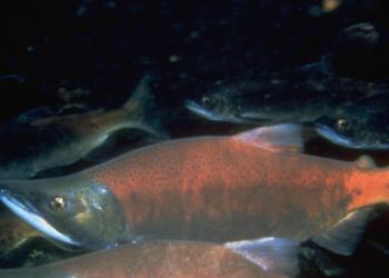 salmon