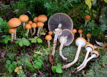 Mushrooms sitting along the forest floor.