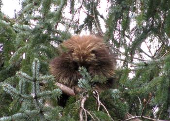 Porcupine feeding in a Sitka spruce tree.