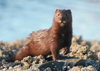 A mink looks towards the viewer.
