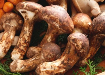 Matsutakes