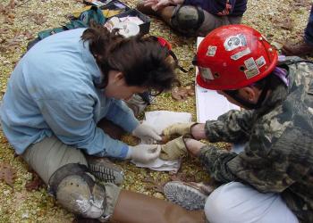 Researchers working in the woods