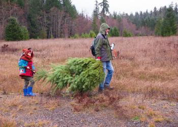 Adult and child dragging a Christmas tree